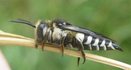 Coelioxys conoidea